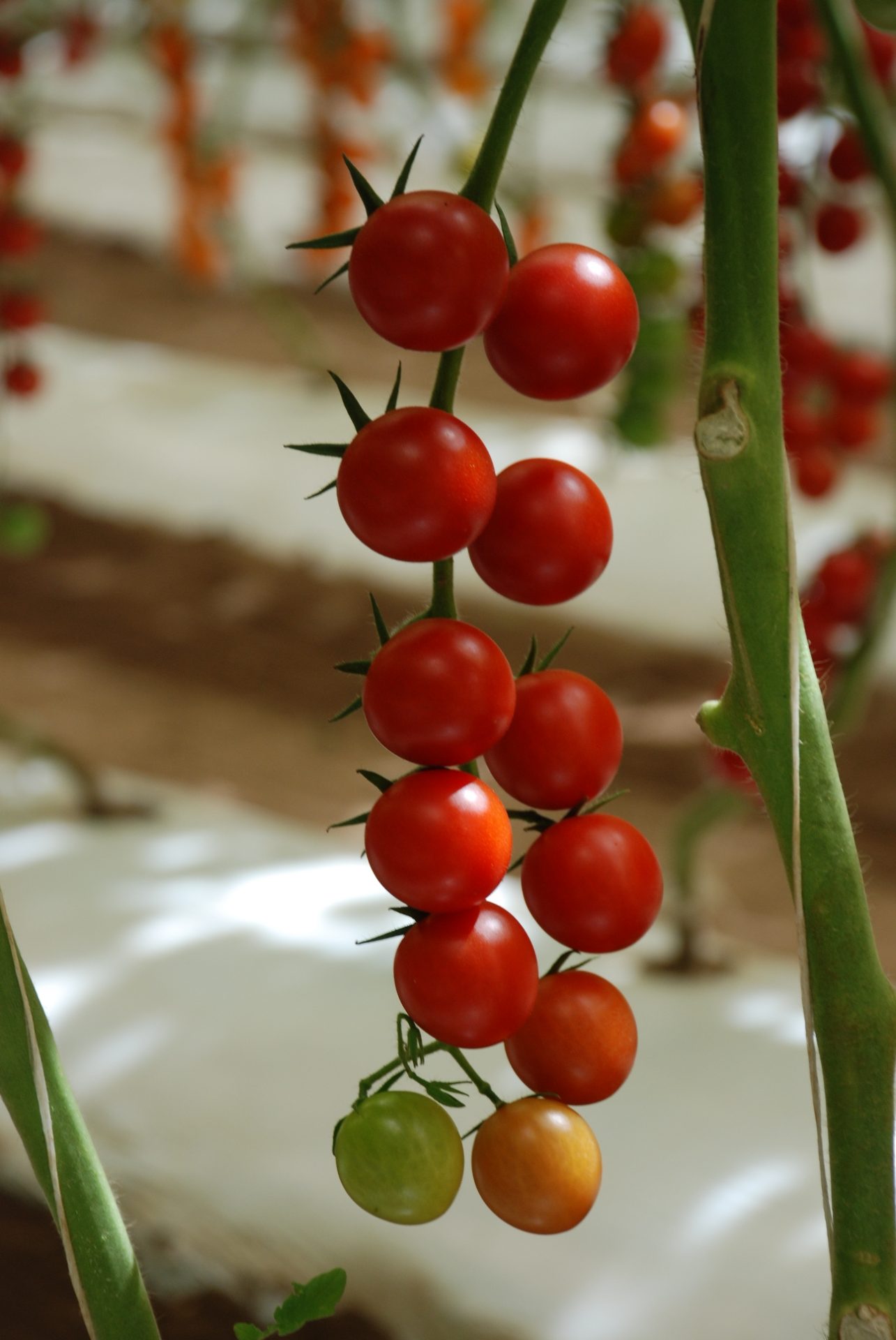 Felicity Tomato (Primed)
