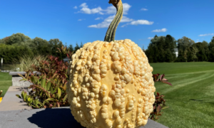 Popcorn Pumpkin (Farmore)