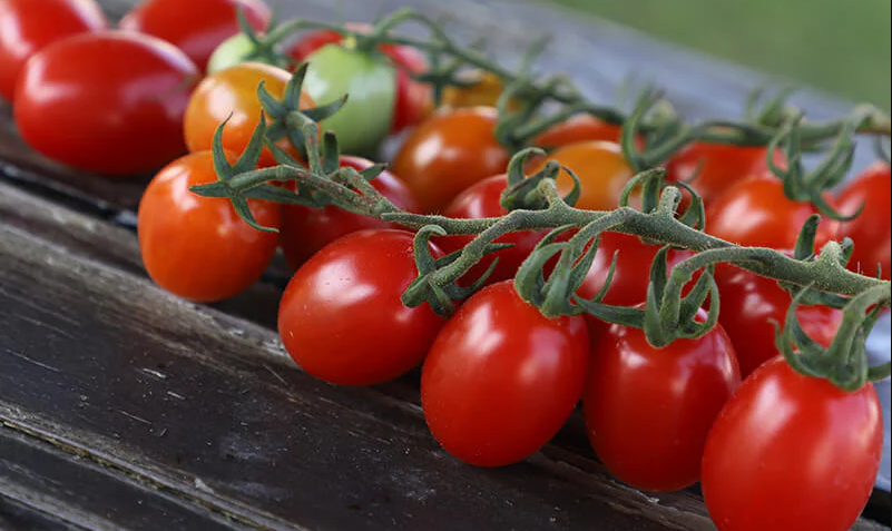 Red Coral Tomato (Not Treated)
