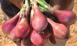 Davidor Shallot (Treated Seed)