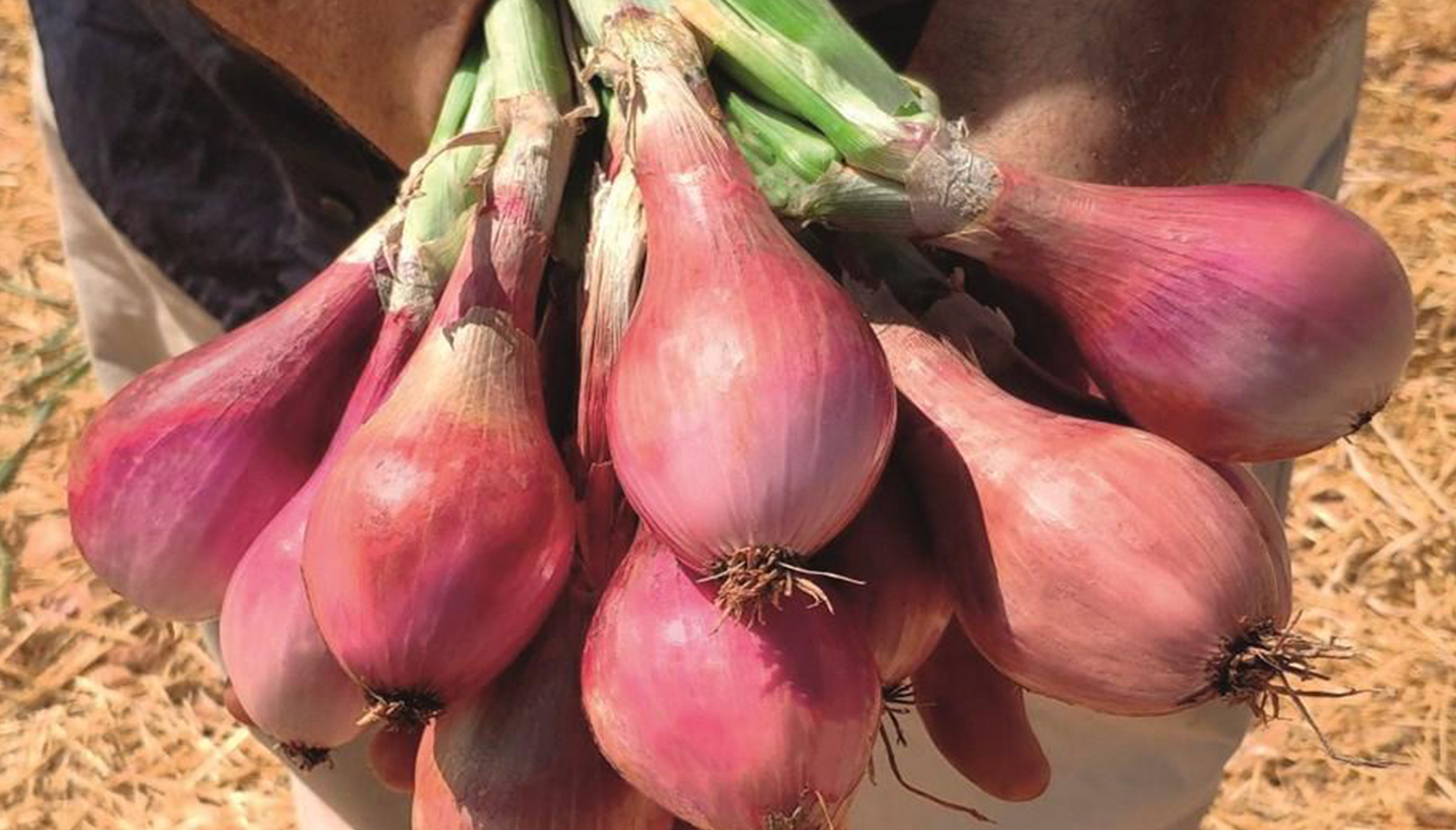Davidor Shallot (Treated Seed)