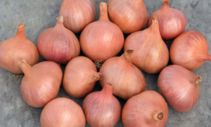 Matador Shallot (Organic)