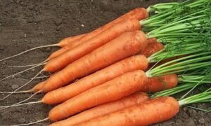 Speedo F1 Carrot (Vilseed)
