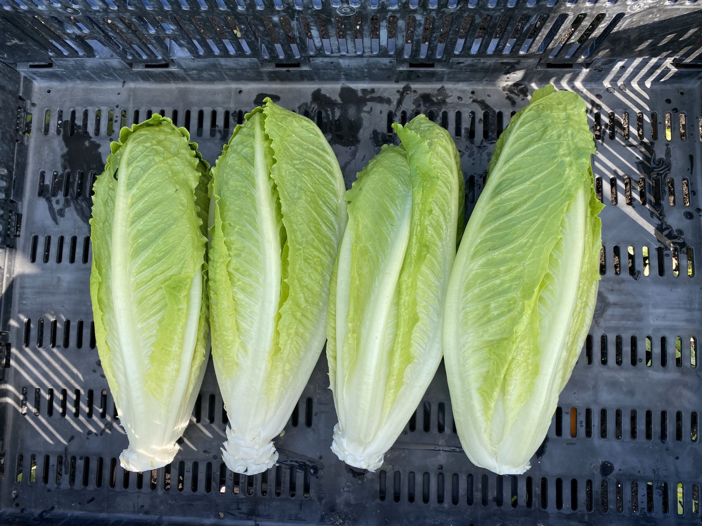Teton Lettuce (Primed & Pelleted)