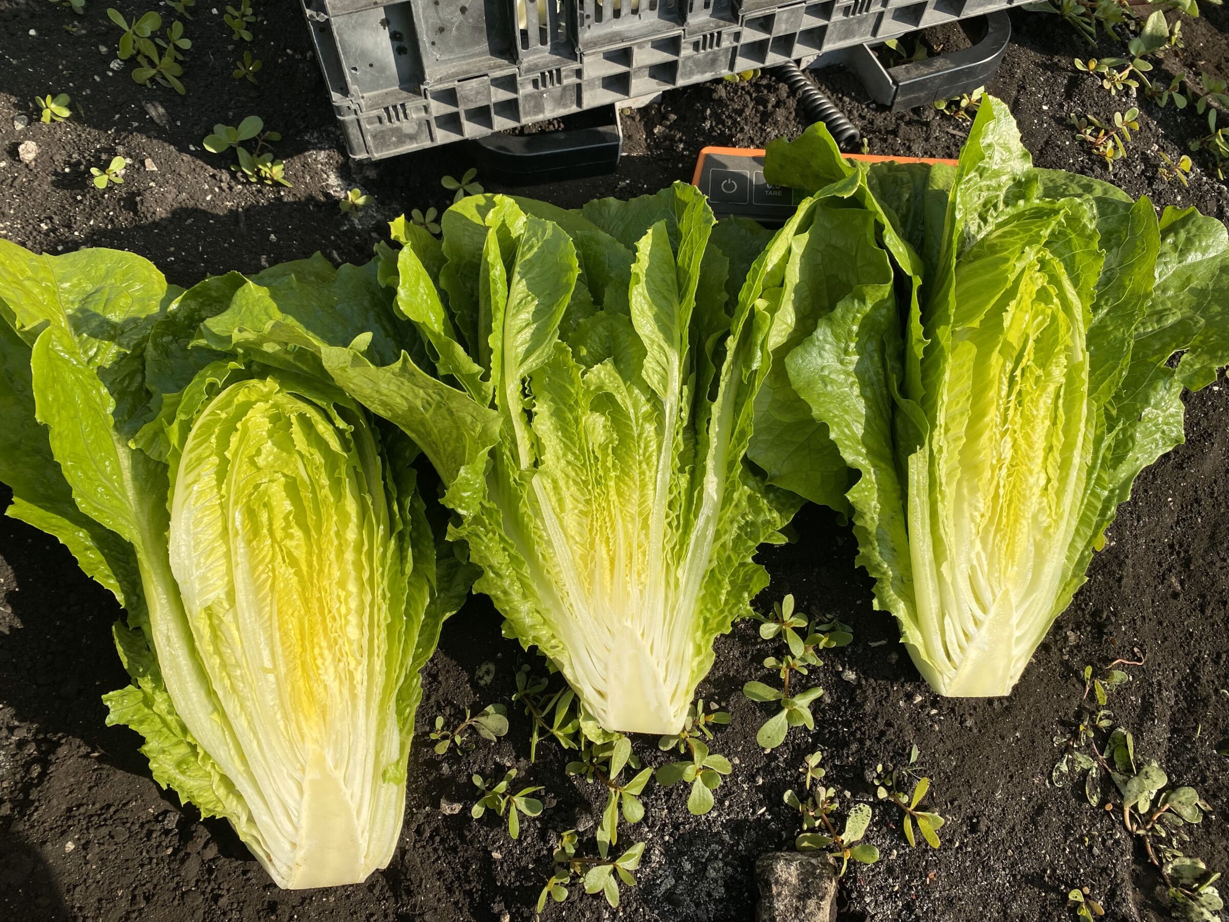 Teton Lettuce (Primed & Pelleted) - Image 3