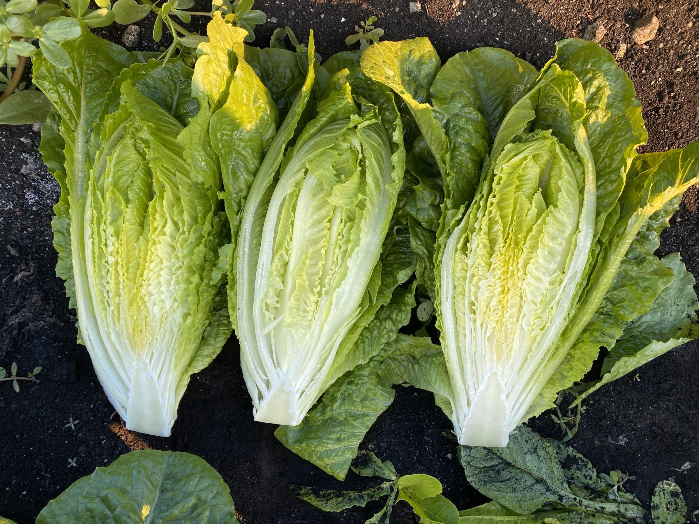 Teton Lettuce (Primed & Pelleted) - Image 2