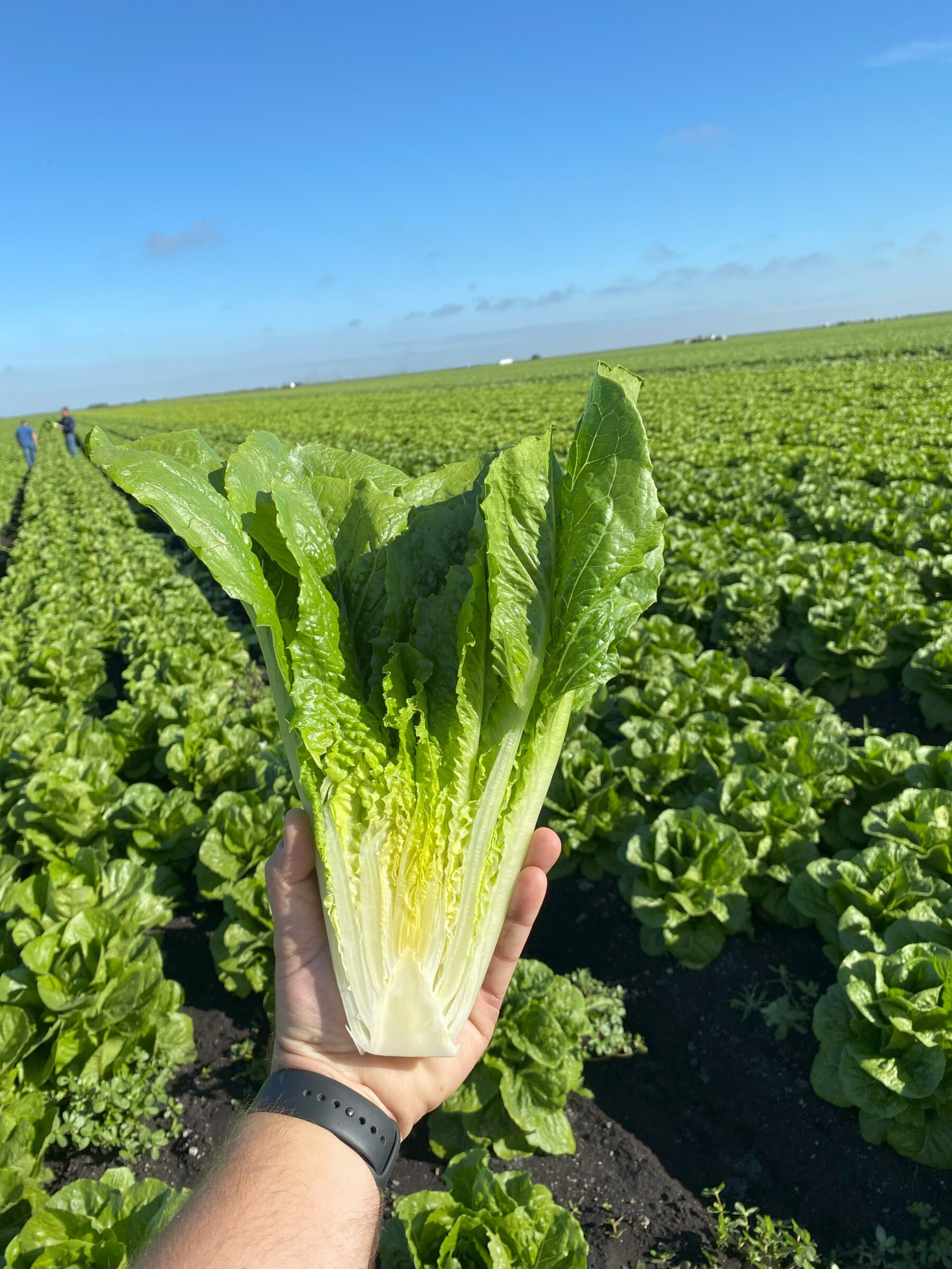 Teton Lettuce (Primed & Pelleted) - Image 4