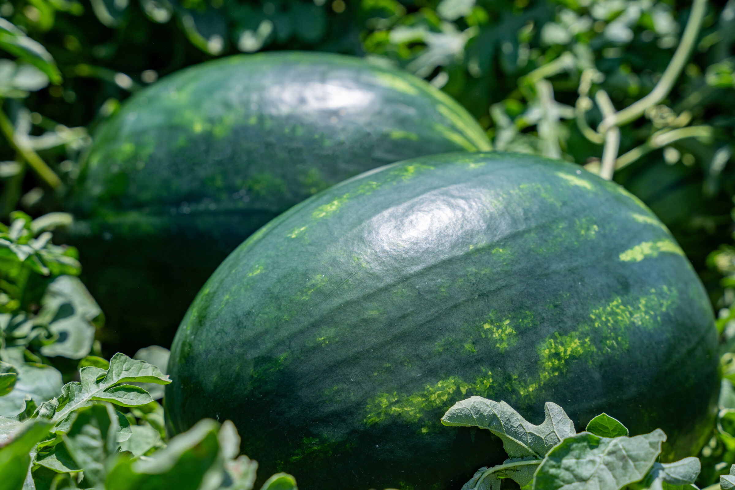 BigJack Watermelon (Primed) - Image 2