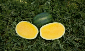 Golden Crisp Watermelon (Farmore Primed)