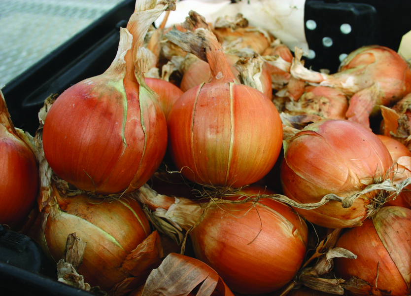 Patterson Onion (Not Treated)