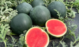 Tyrion Watermelon (Farmore)
