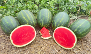 BigJack Watermelon (Farmore)