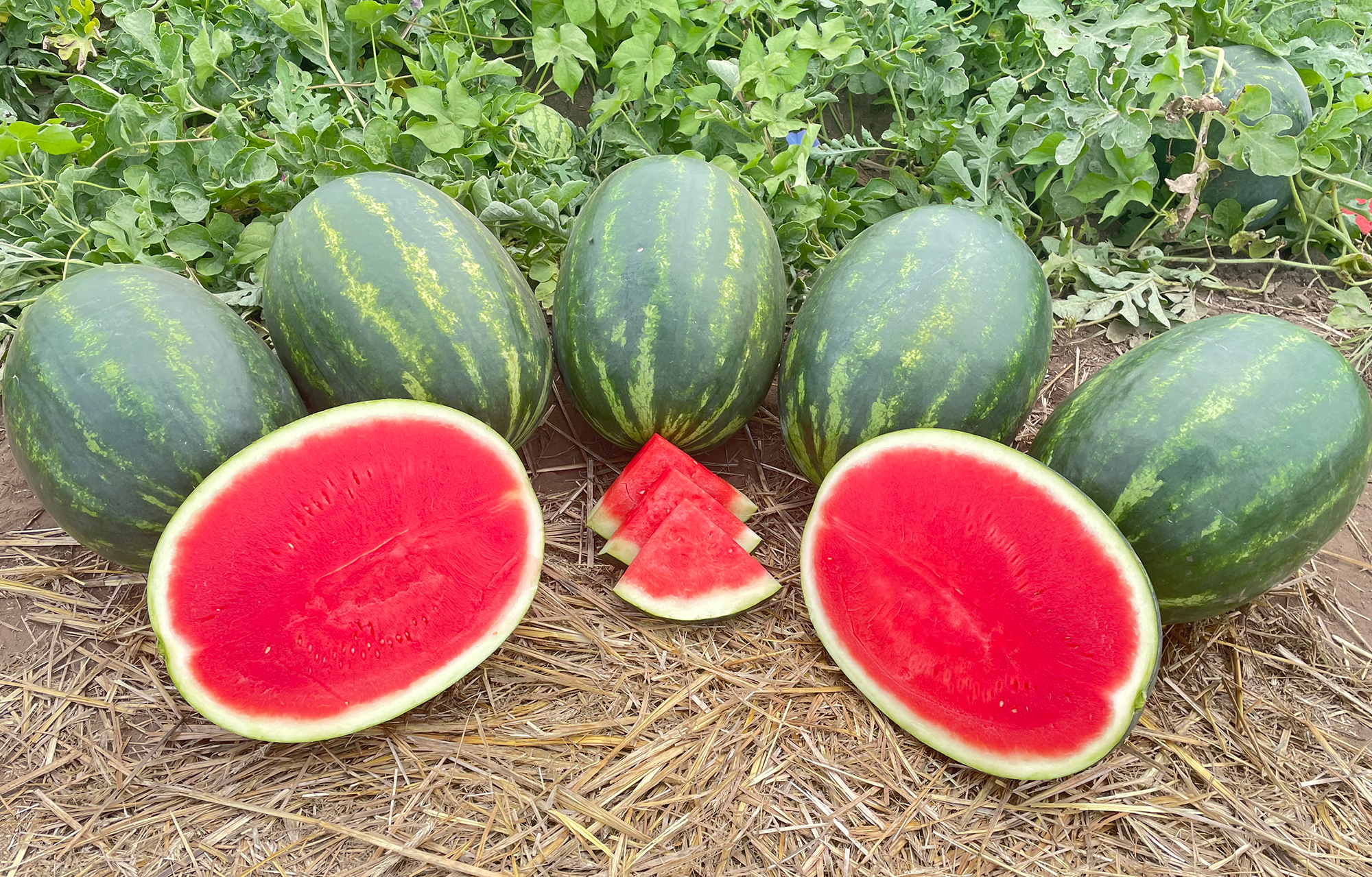 BigJack Watermelon (Primed)