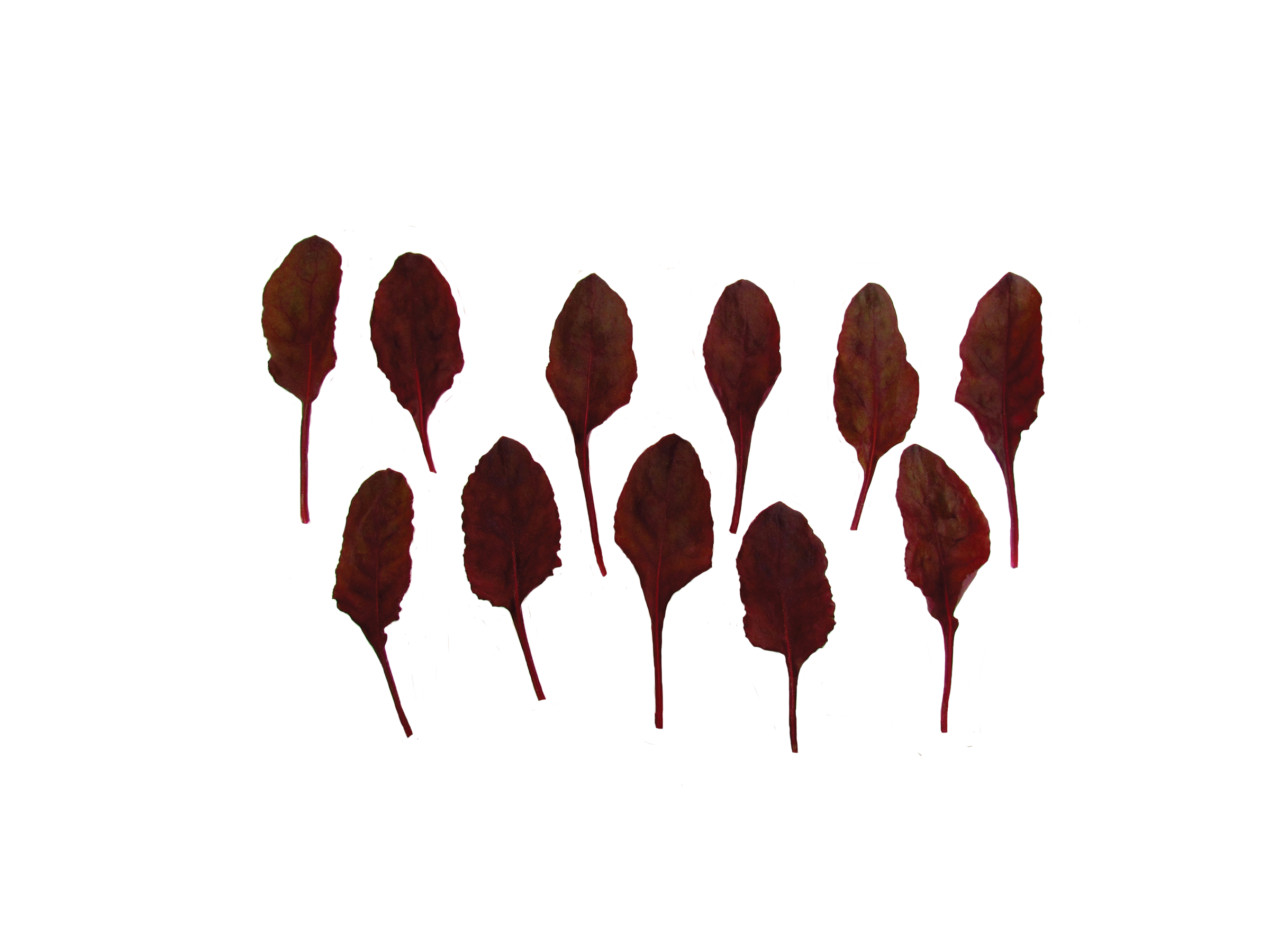 Bulls Blood Beet (Not Treated) - Image 4