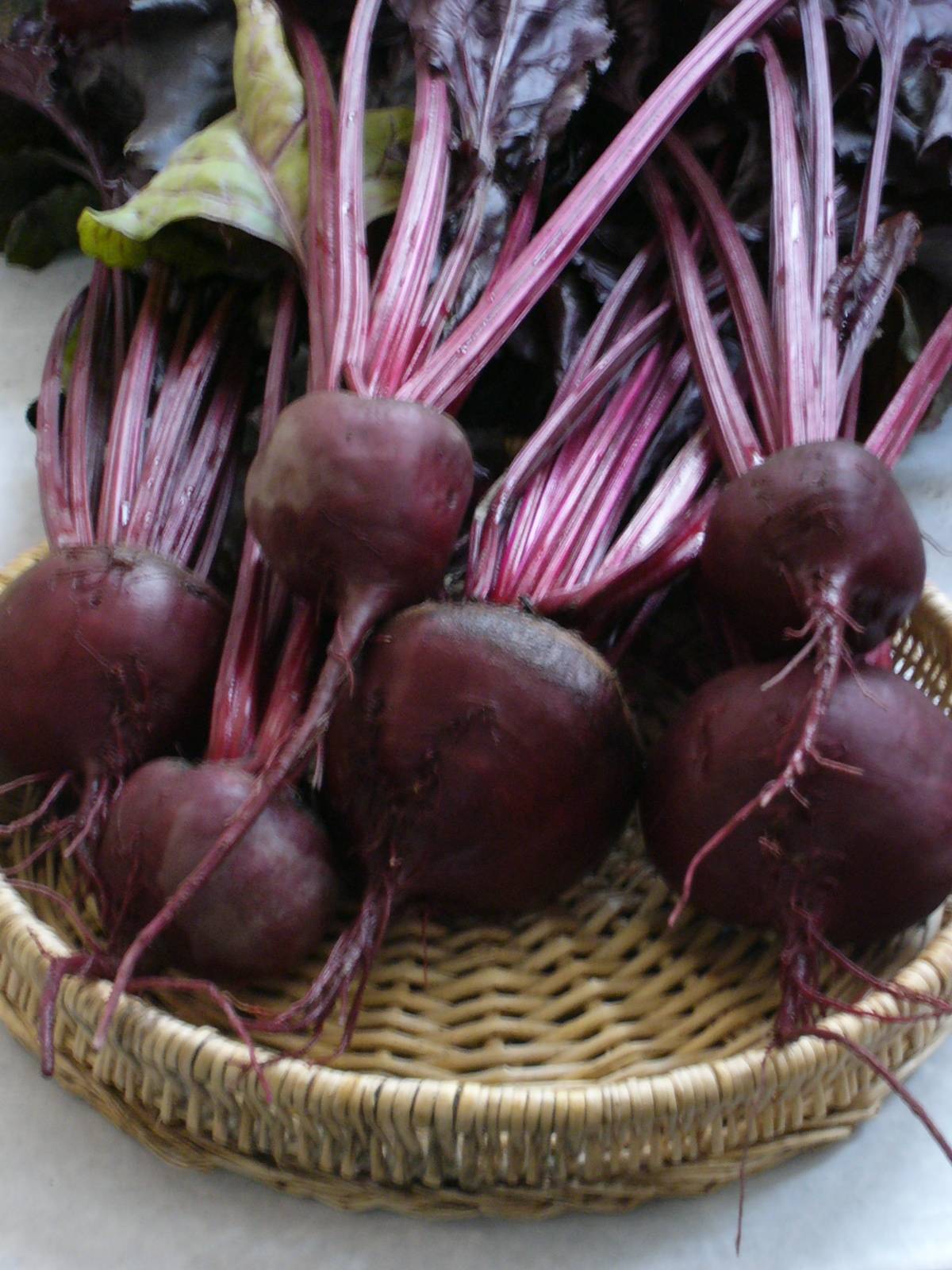 Bulls Blood Beet (Not Treated)