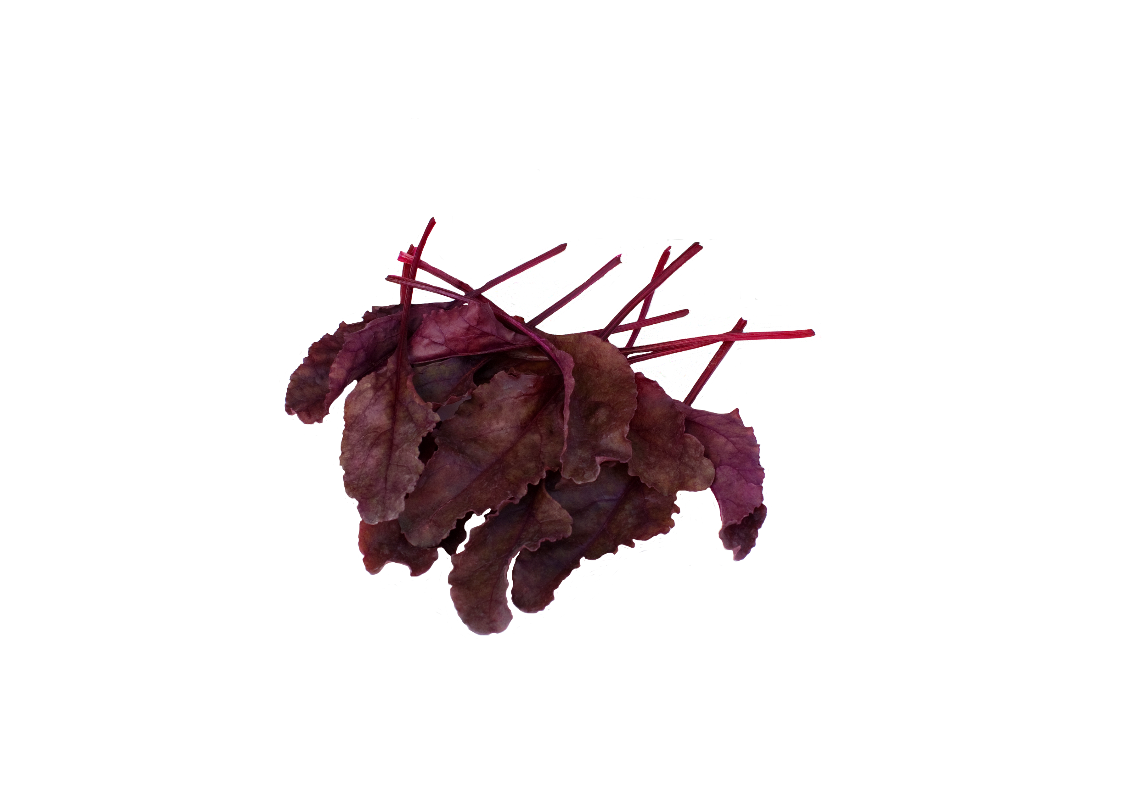 Bulls Blood Beet (Not Treated) - Image 2