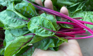 Charbell RZ Swiss Chard (Not Treated)