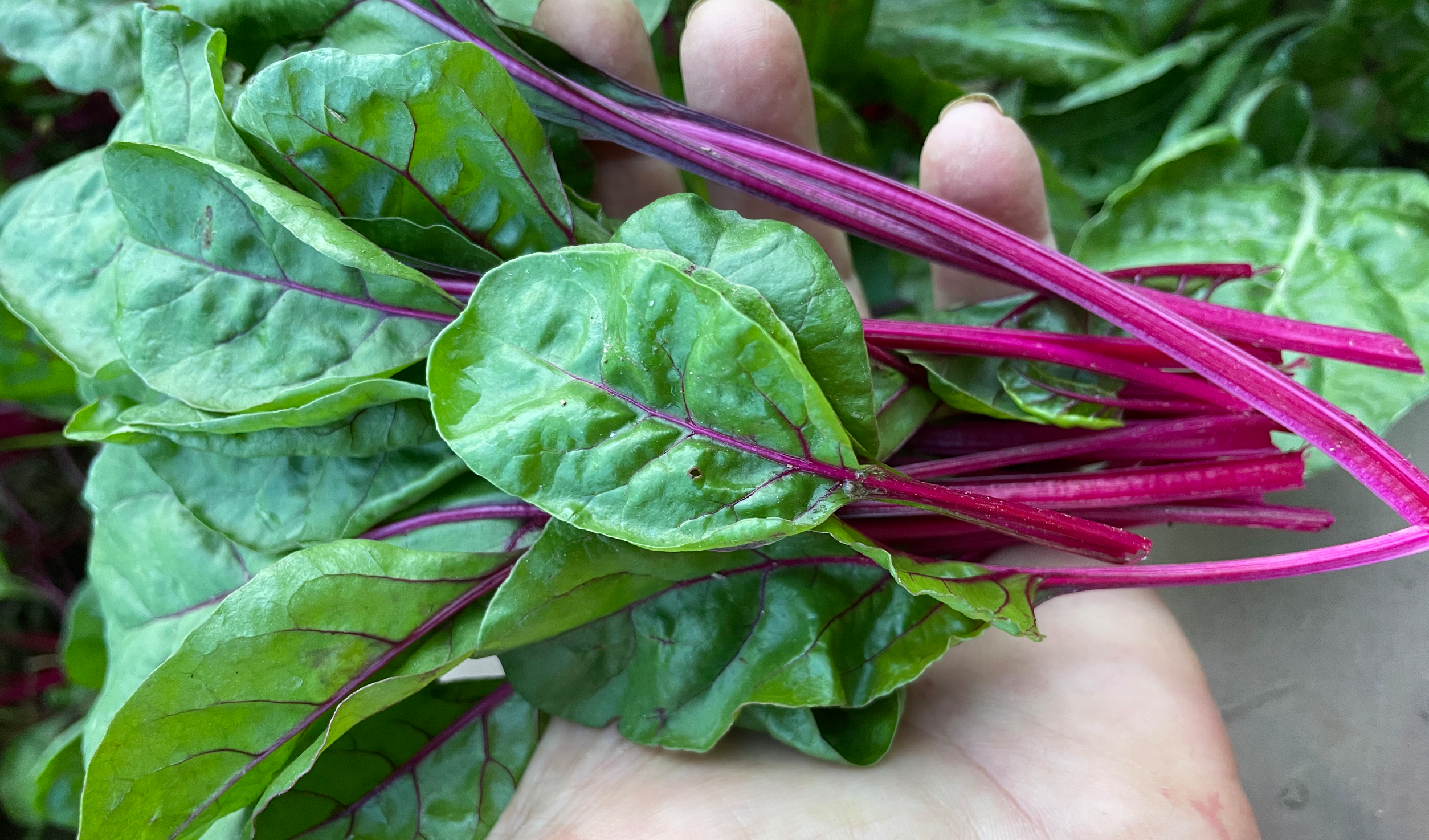 Charbell RZ Swiss Chard (Not Treated)