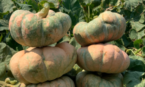 Colorado Sun Pumpkin (Treated Seed)