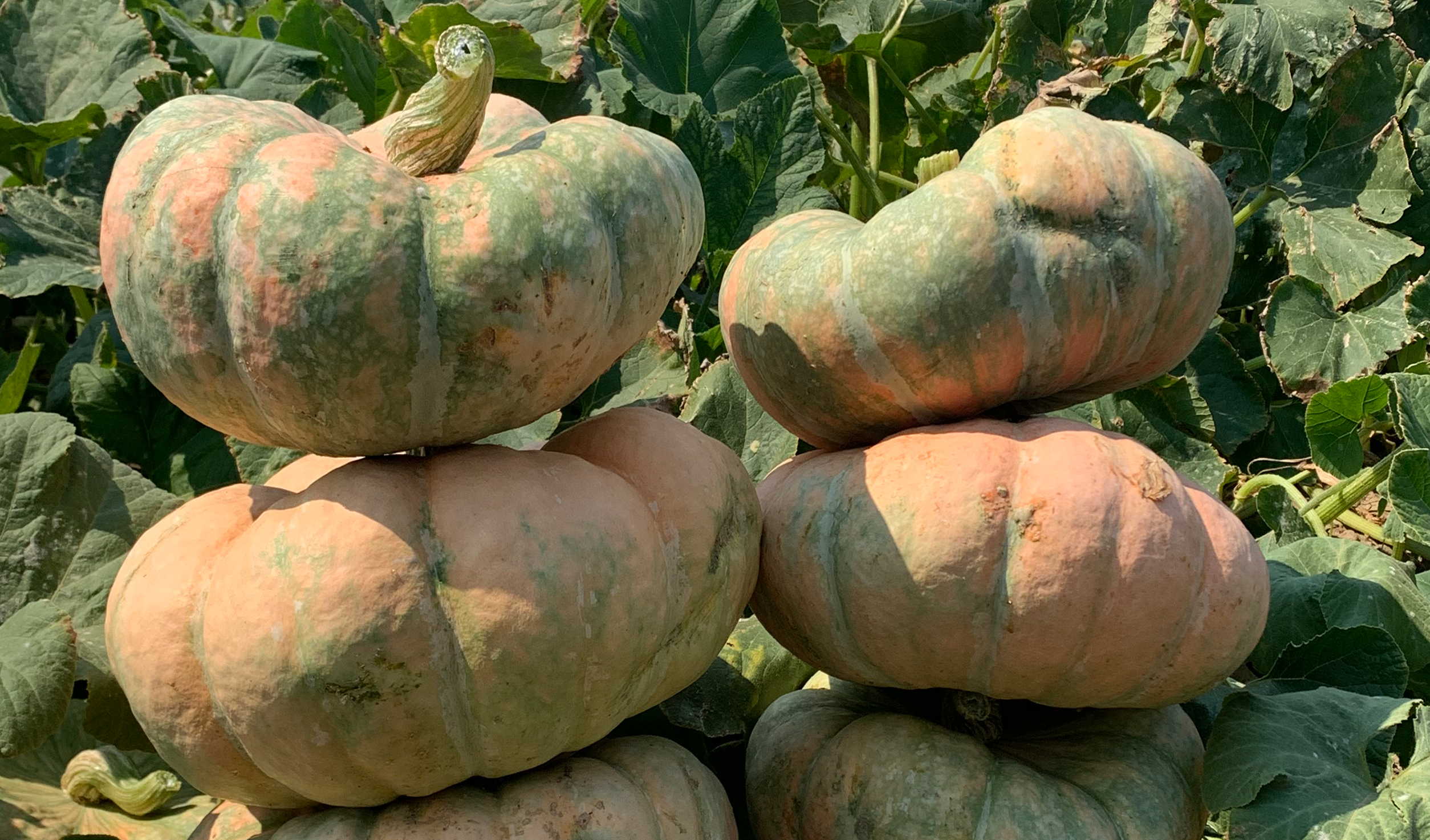 Colorado Sun Pumpkin (Treated Seed)