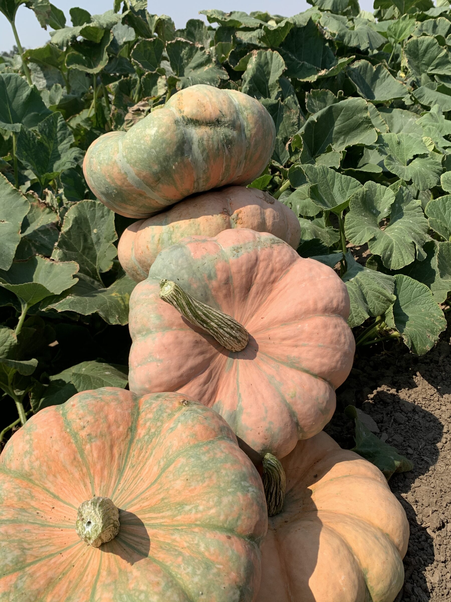 Colorado Sun Pumpkin (Treated Seed) - Image 2
