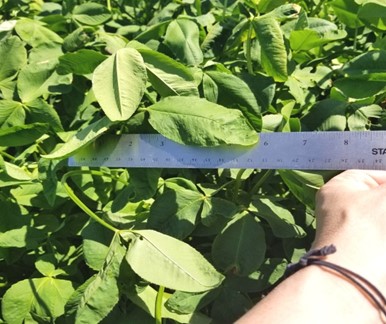 Enhance Persian Clover - Image 2