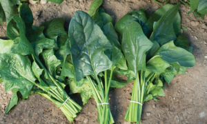 Flamingo Improved Spinach (Treated Seed)