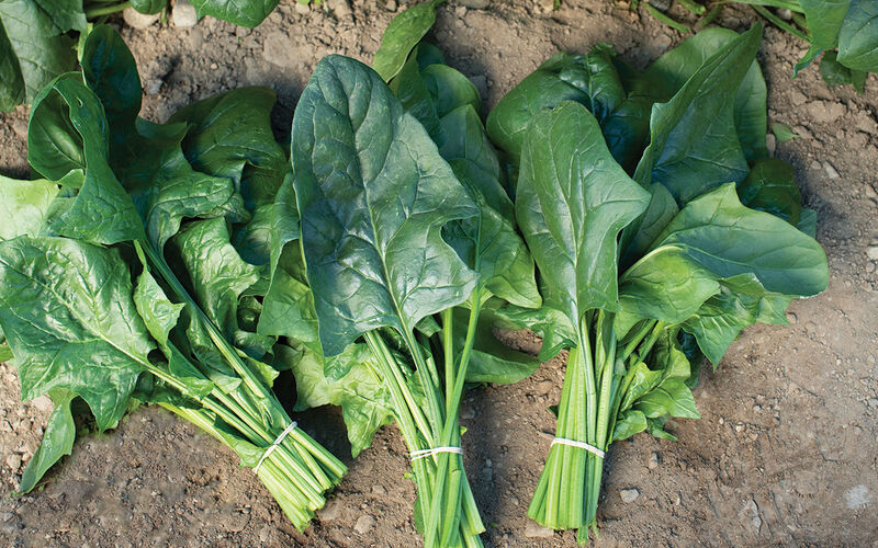 Flamingo Improved Spinach (Treated Seed)