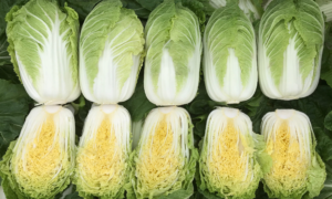 Meriko Chinese Cabbage (Treated Seed)