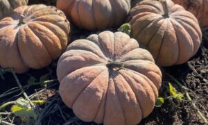 Odette Pumpkin (Farmore Seed)