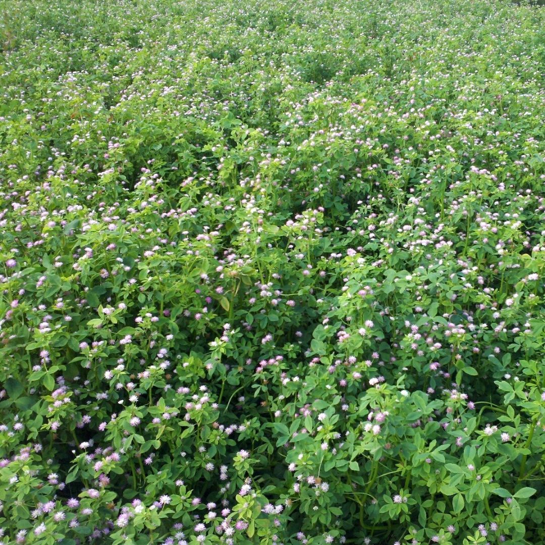 Enhance Persian Clover - Image 3