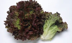 Red Magma Lettuce (Not Treated)