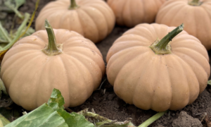 Spellcast Pumpkin/Winter Squash (Farmore Seed)