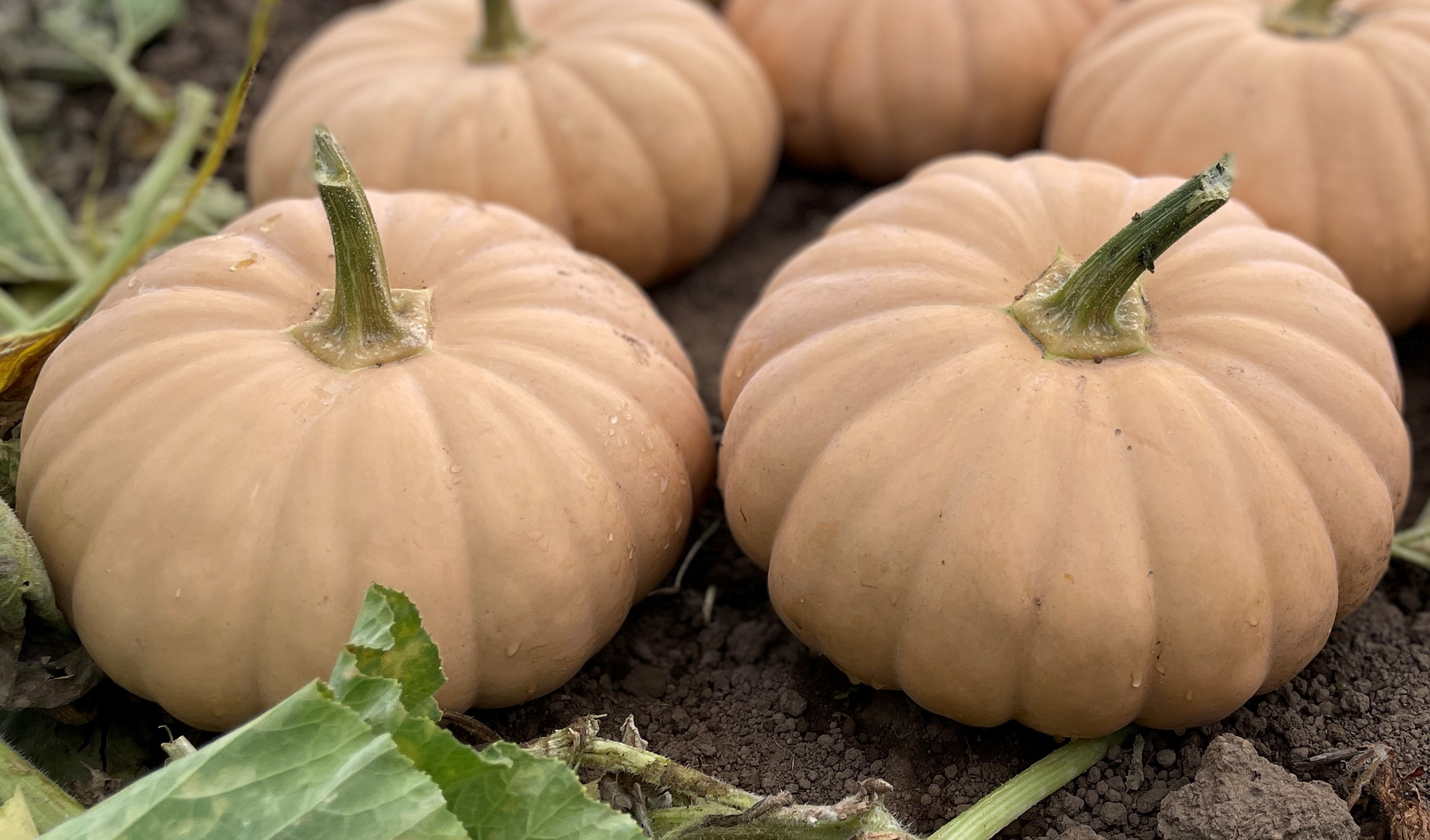 Spellcast Pumpkin/Winter Squash (Treated Seed)