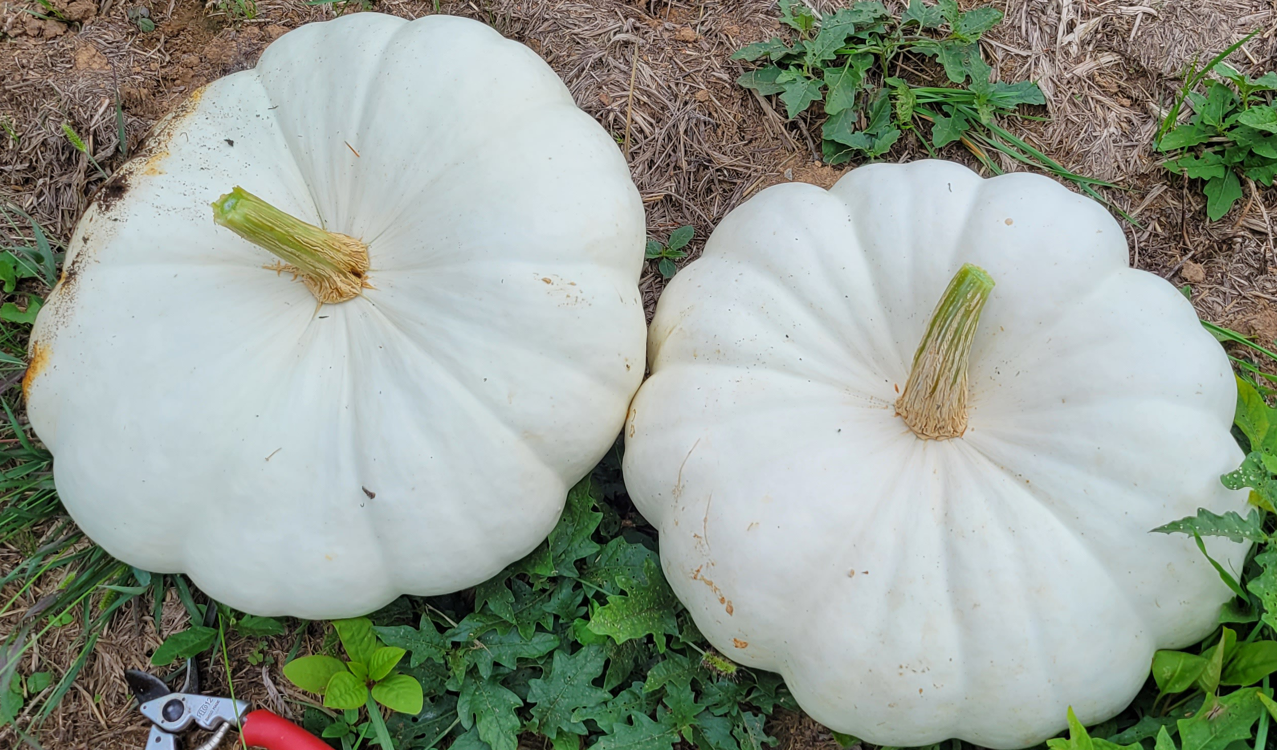 Star 7001 Pumpkin (Cruiser Seed)