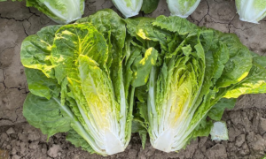 Adicamp Lettuce (Primed & Pelleted)