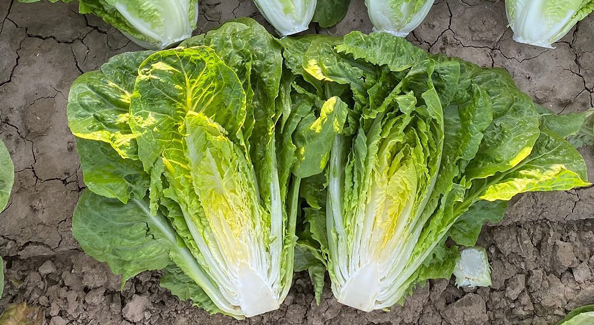 Adicamp Lettuce (Primed & Pelleted)