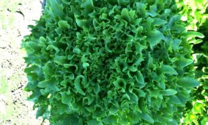 Intercut Lettuce (Organic Pelleted)