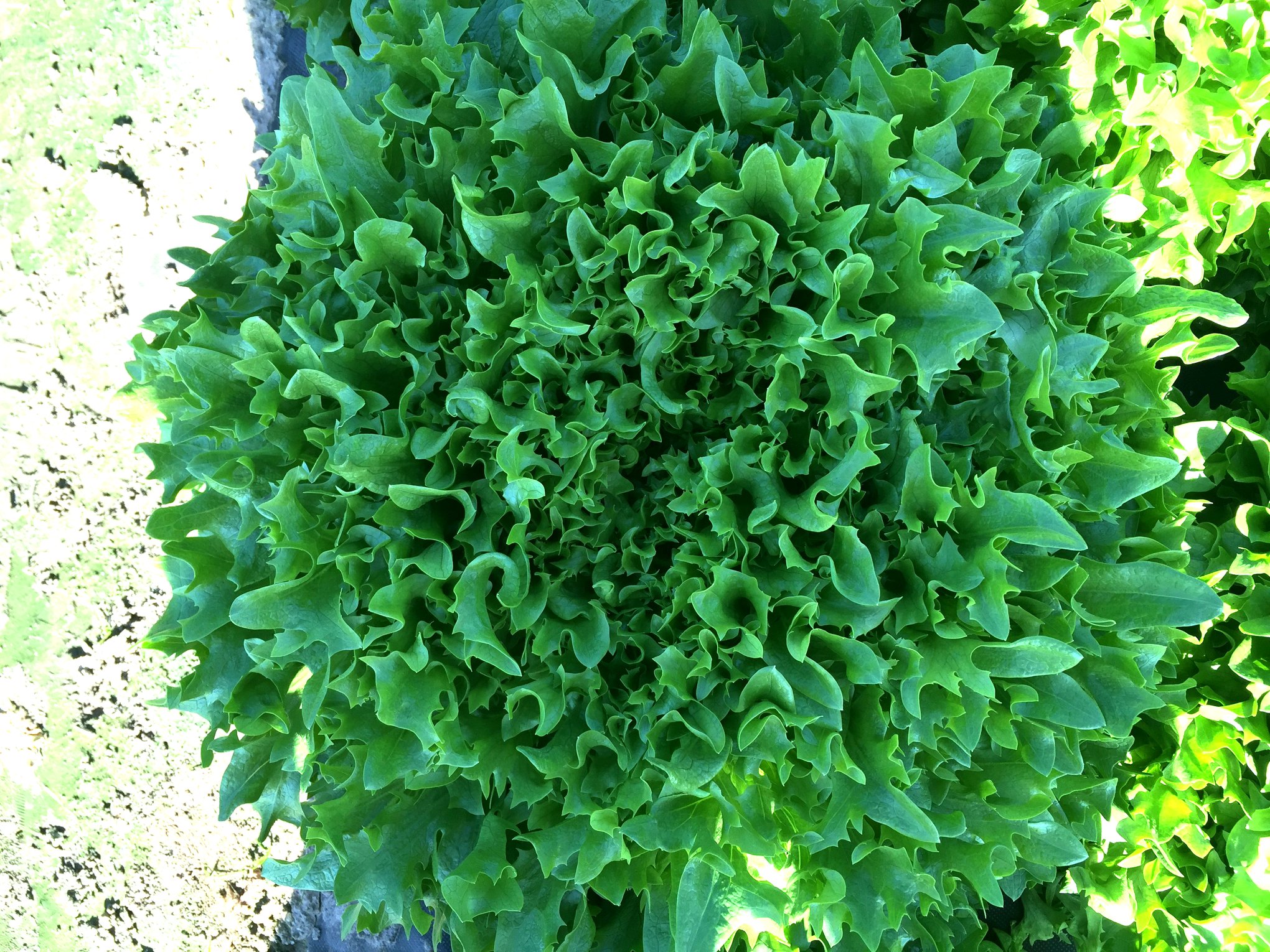 Intercut Lettuce (Organic Pelleted)