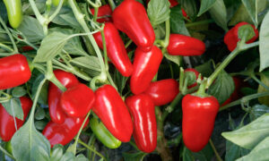 Ruby Delite Pepper (Not Treated)