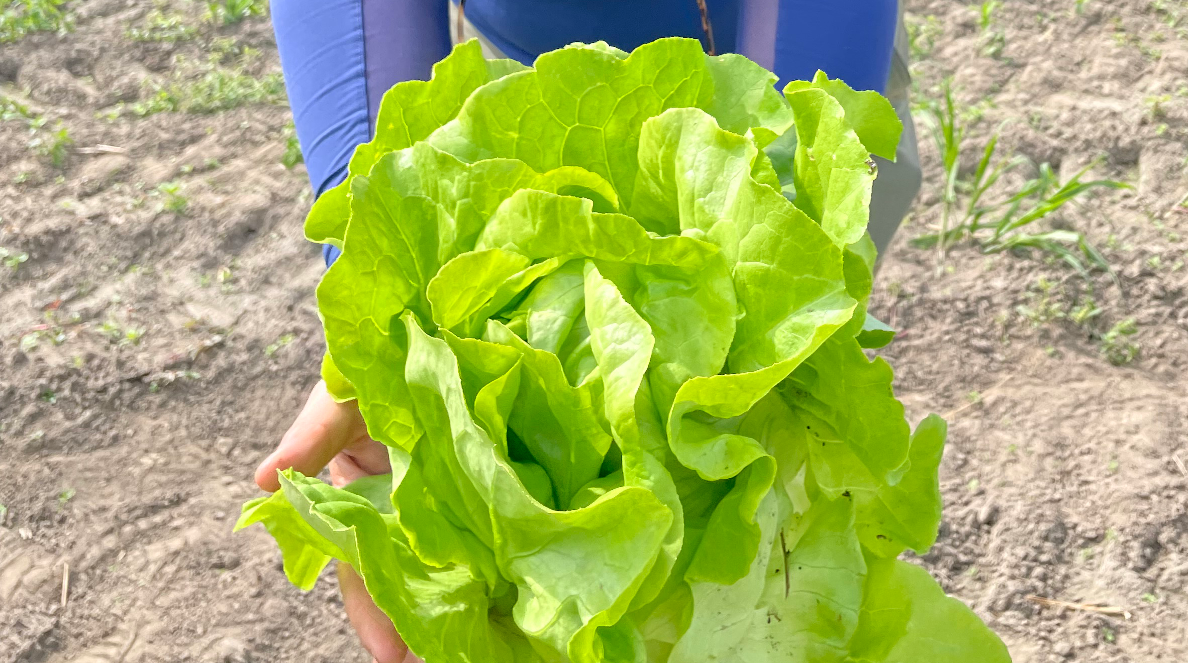 Solan Lettuce (Primed & Pelleted) - Image 2