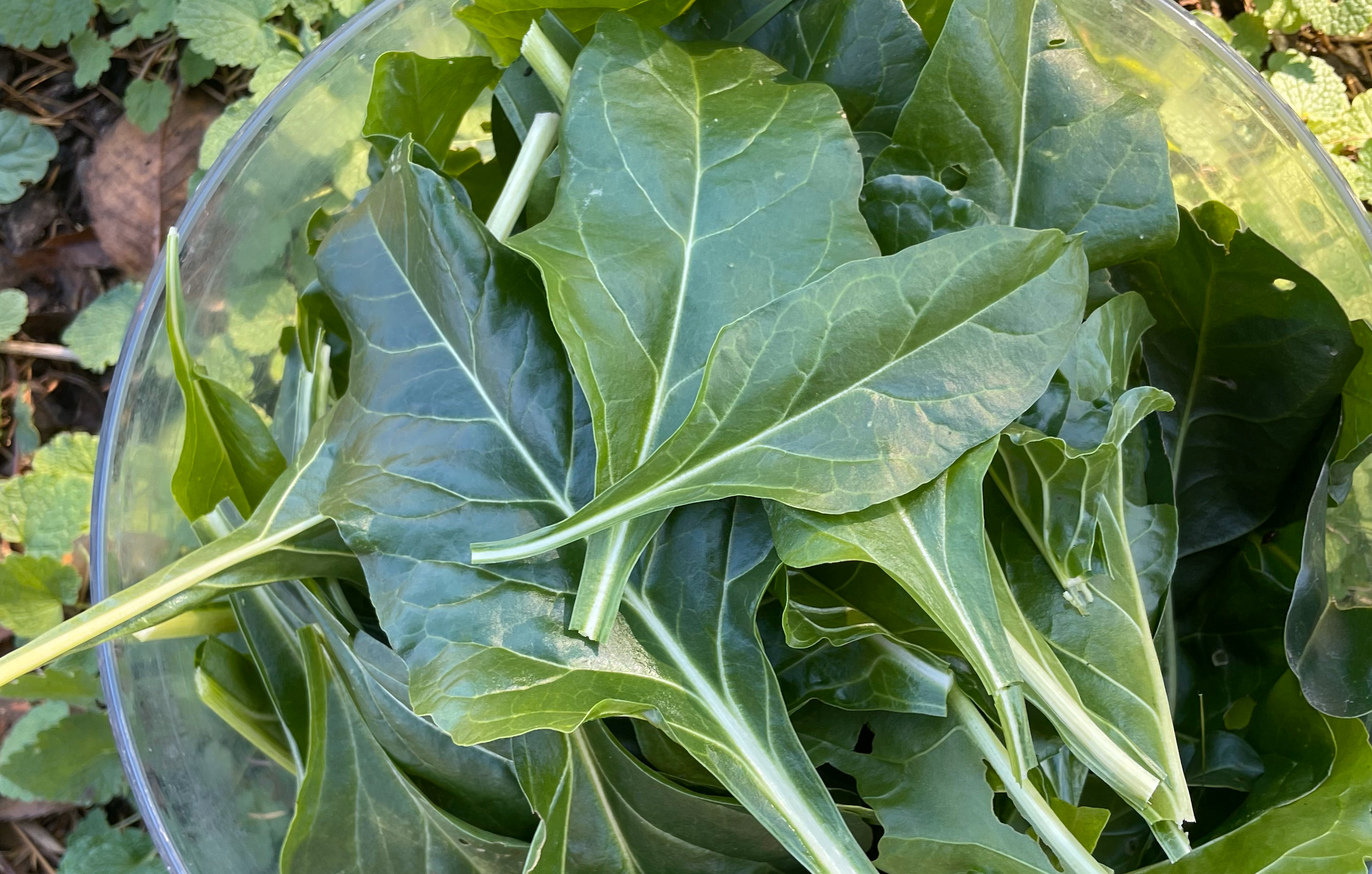 Perpetual Swiss Chard (Not Treated)