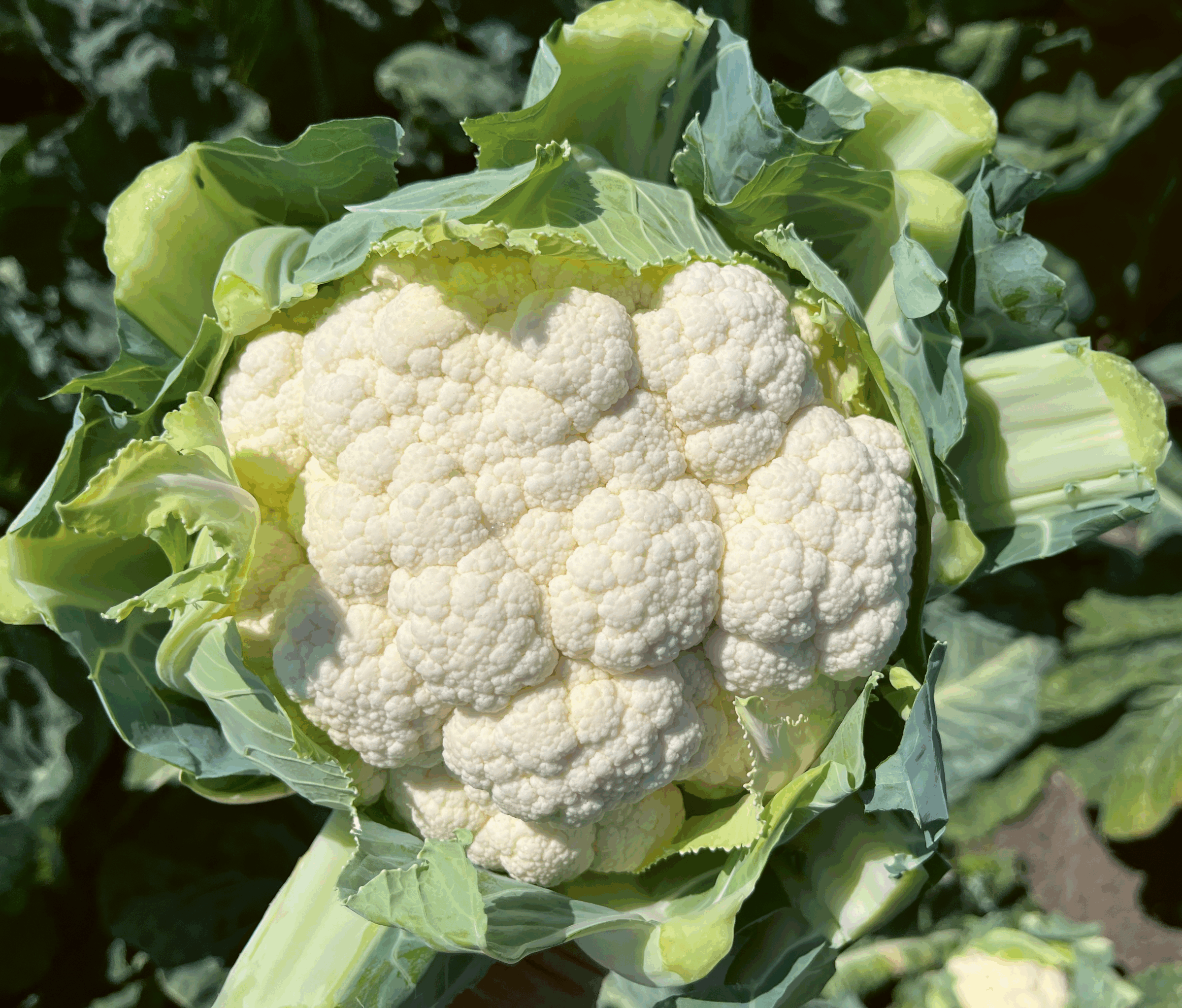 Carlota Cauliflower (Not Treated)