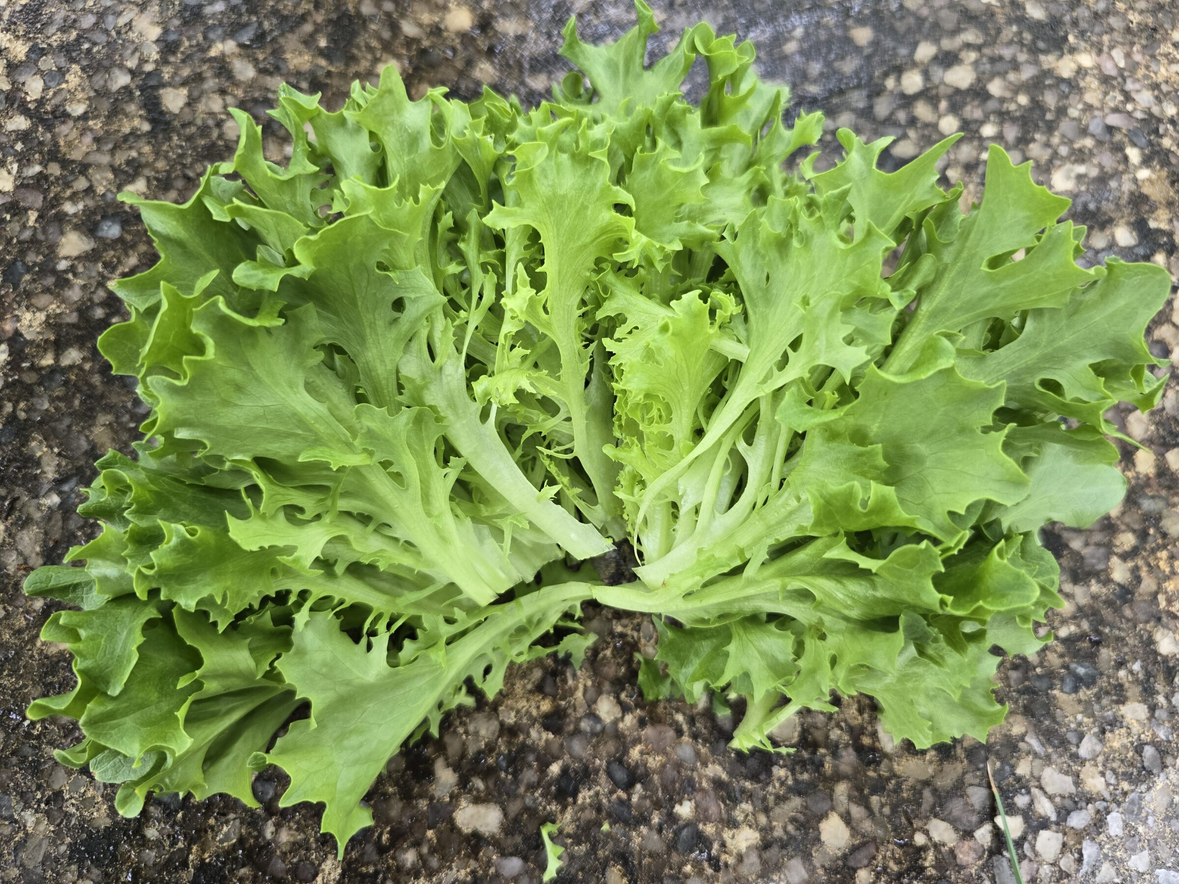 Ezpark Eazyleaf Lettuce (Organic/Pelleted)