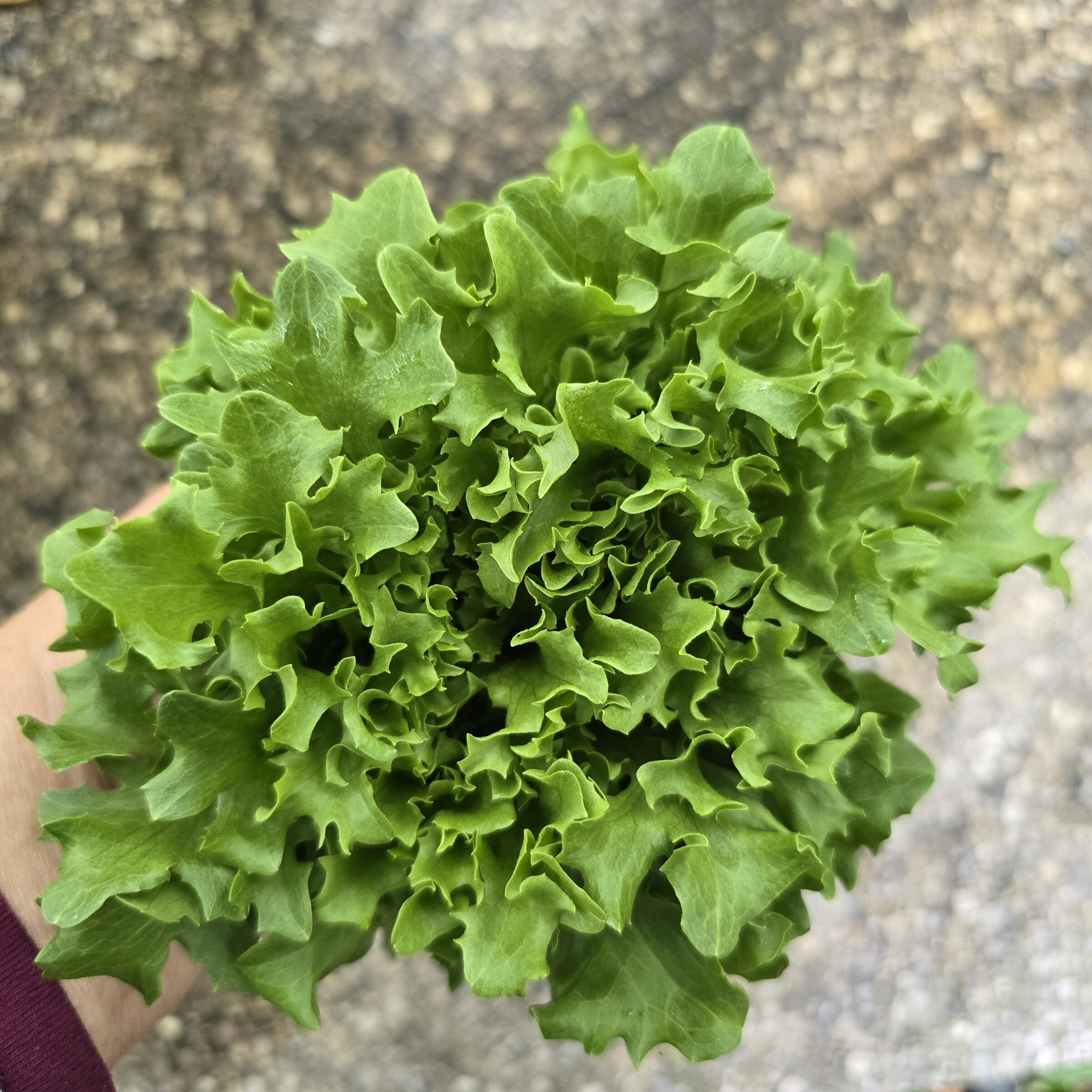 Ezpark Eazyleaf Lettuce (Organic/Pelleted) - Image 2