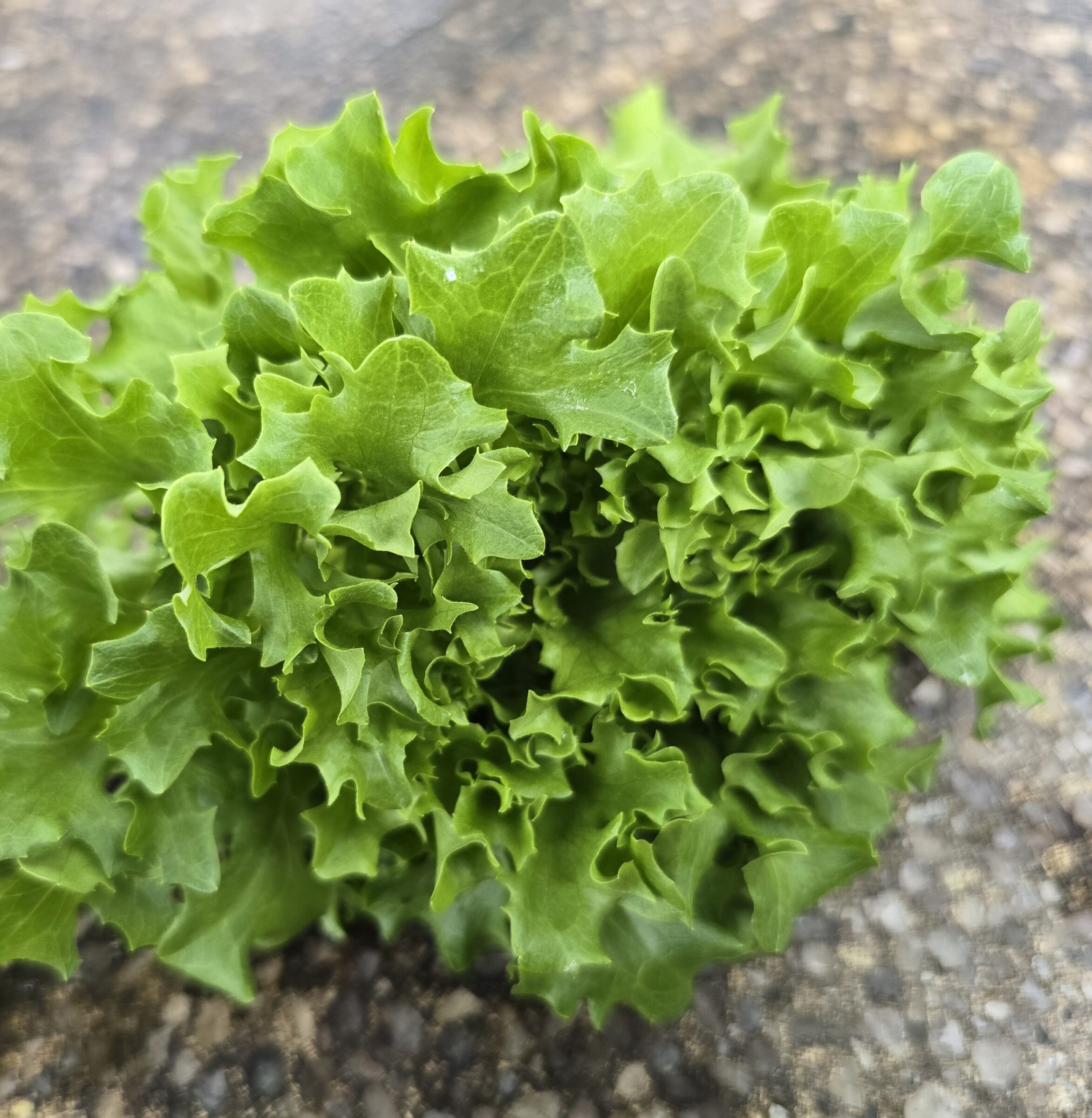 Ezpark Eazyleaf Lettuce (Organic/Pelleted) - Image 3