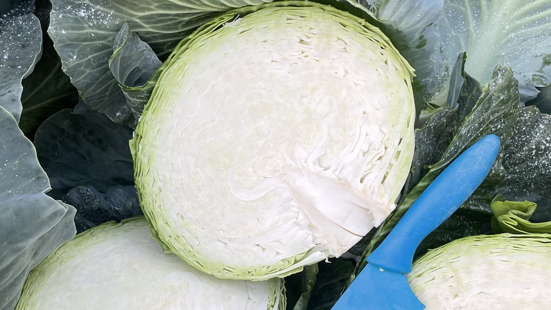 Brennan Cabbage (Treated Seed) - Image 2