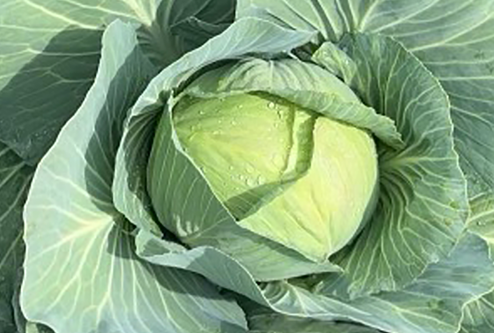 Brennan Cabbage (Treated Seed)