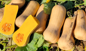 Lika Squash (Cruiser)