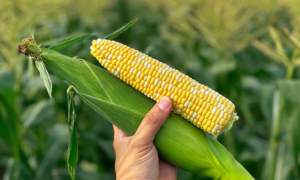 Awaken Sweet Corn (Cruiser Treated)